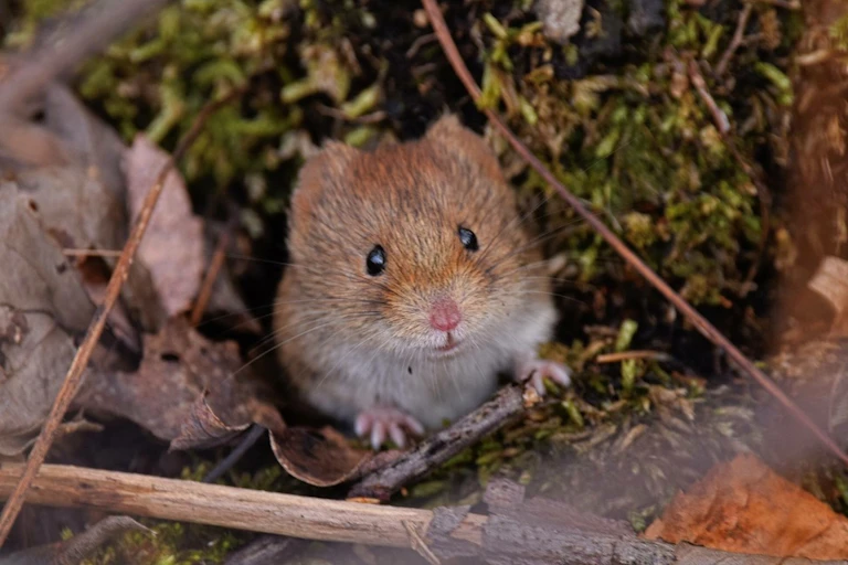 mouselike rodent exploring nature