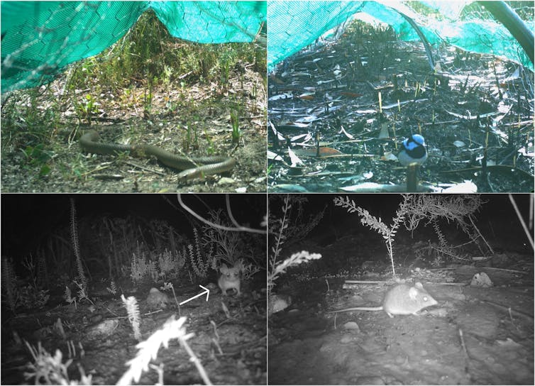 four images from iside the refuges. Top left: eastern brown snake. Top right: superb fairywren. Bottom left: western pygmy possum. Bottom right: Kangaroo Island dunnart.