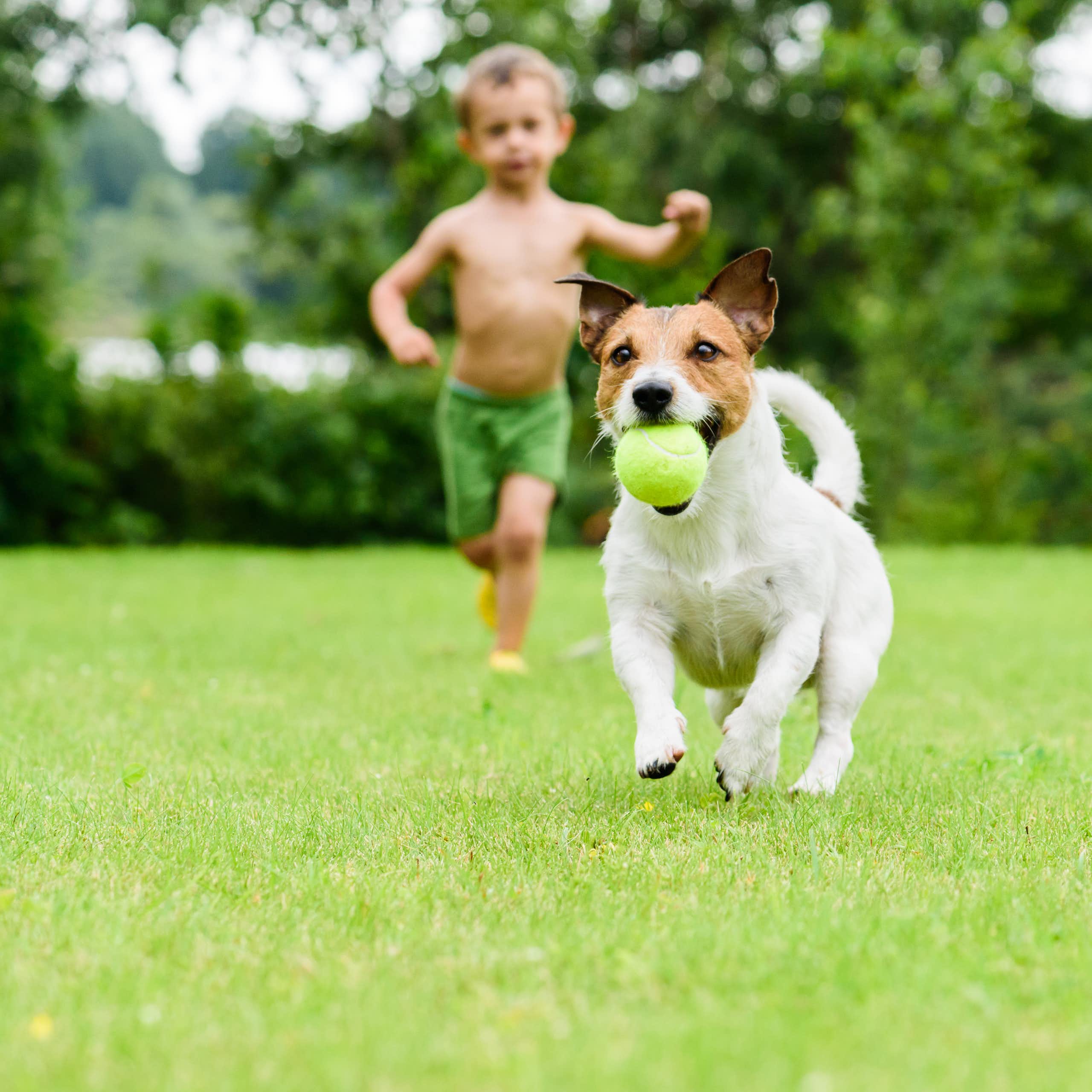 Dog running away with a ball in its mouth boy chasing in background