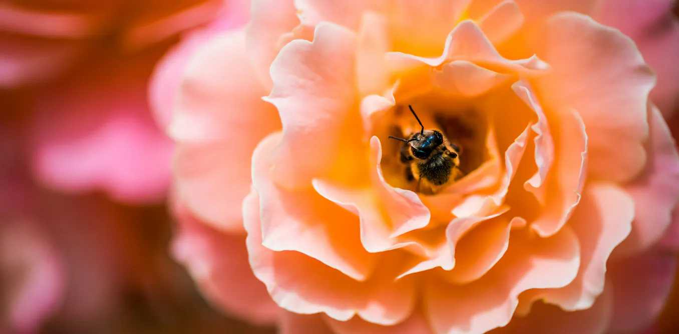 Pourquoi certaines fleurs sentent bon et d’autres non ? Pourquoi certaines fleurs sentent bon et d’autres non ?