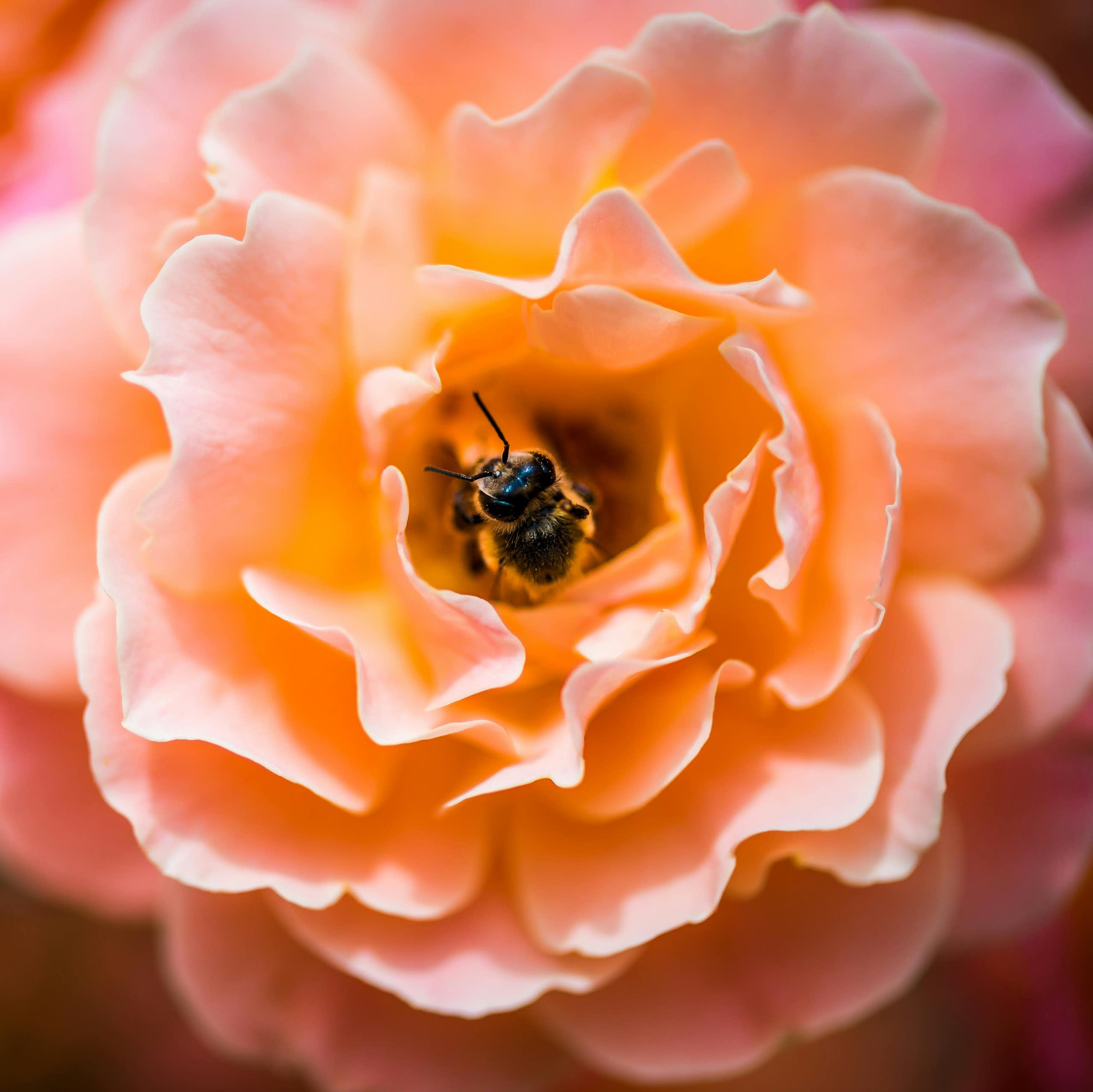 Photo d'une abeille en train de butiner une fleur.