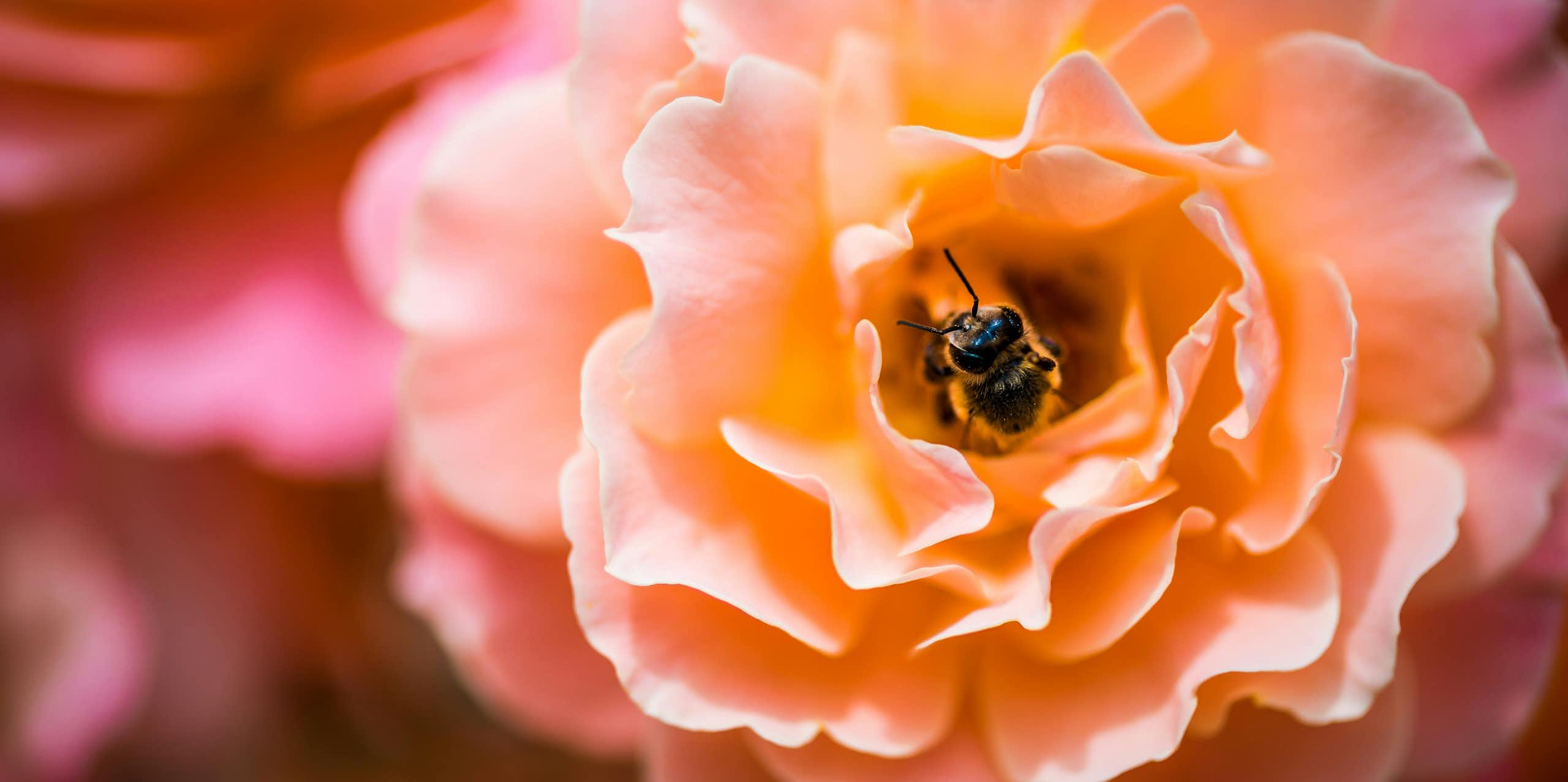 Photo d'une abeille en train de butiner une fleur.
