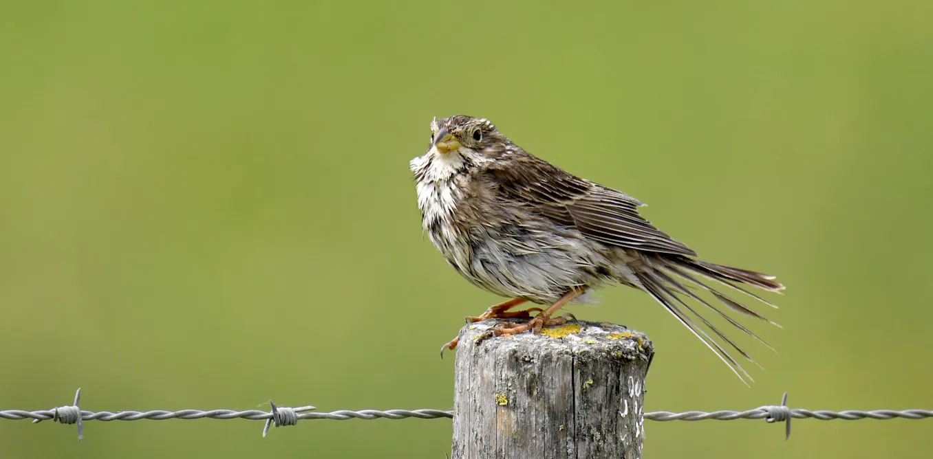 Les oiseaux, victimes collatérales de l’intensification agricole en Europe Les oiseaux, victimes collatérales de l’intensification agricole en Europe