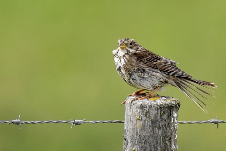 Gros plan de l'oiseau posé sur un pic de palissade.