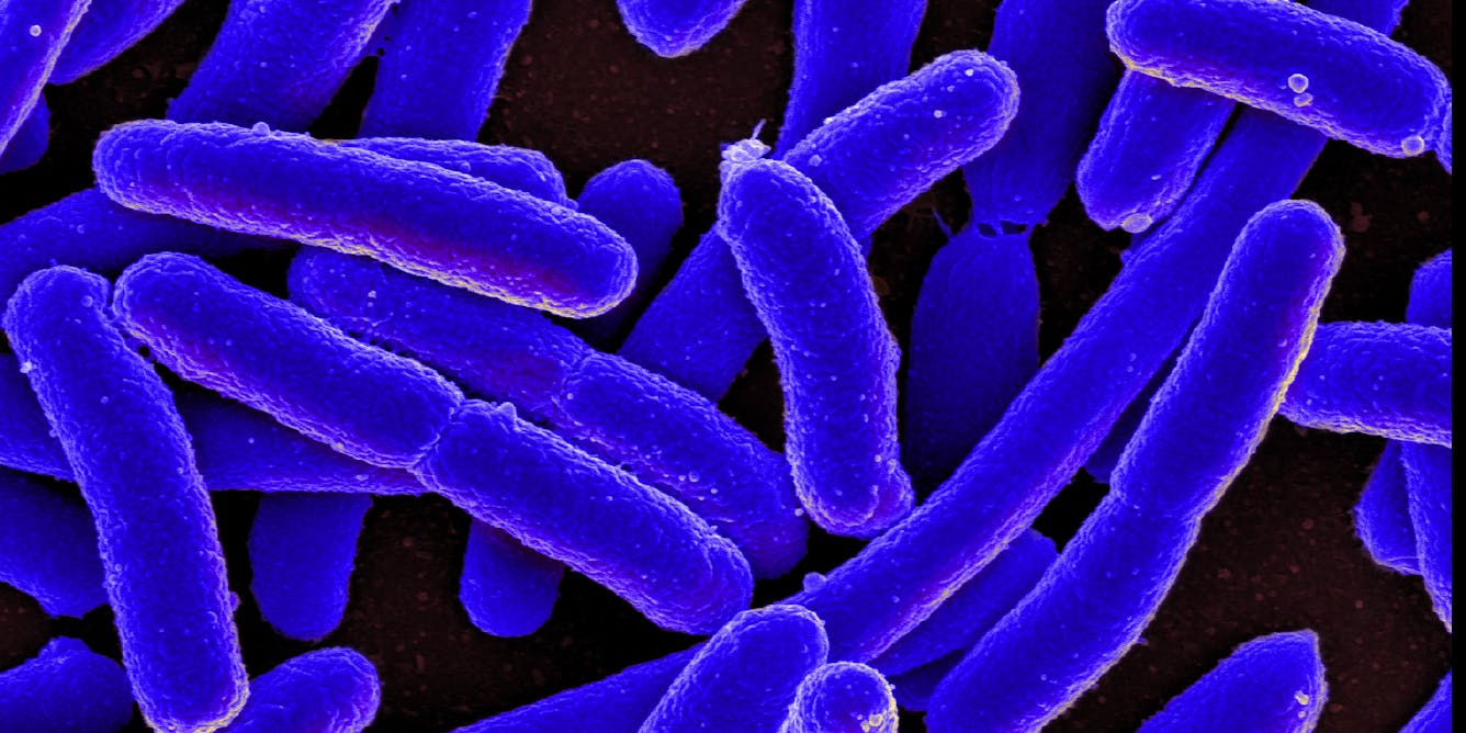 Bacteria can develop resistance to drugs they haven’t encountered before − scientists figured this out decades ago in a classic experiment