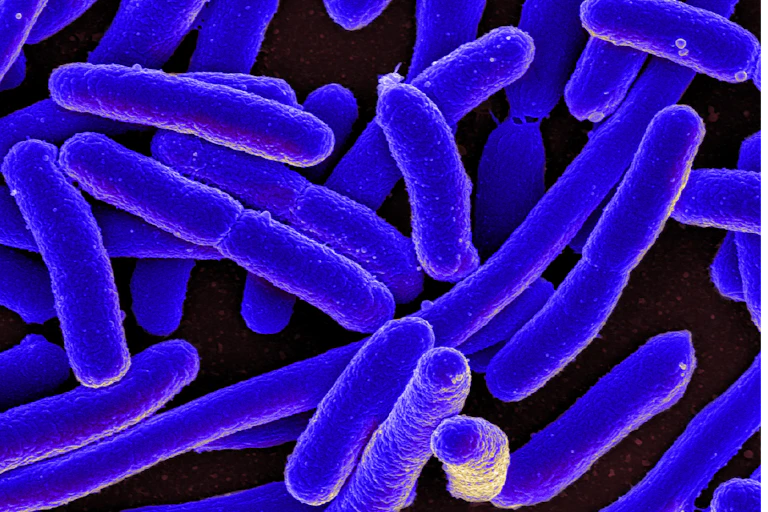 Microscopy image of rod-shaped E. coli, stained purple