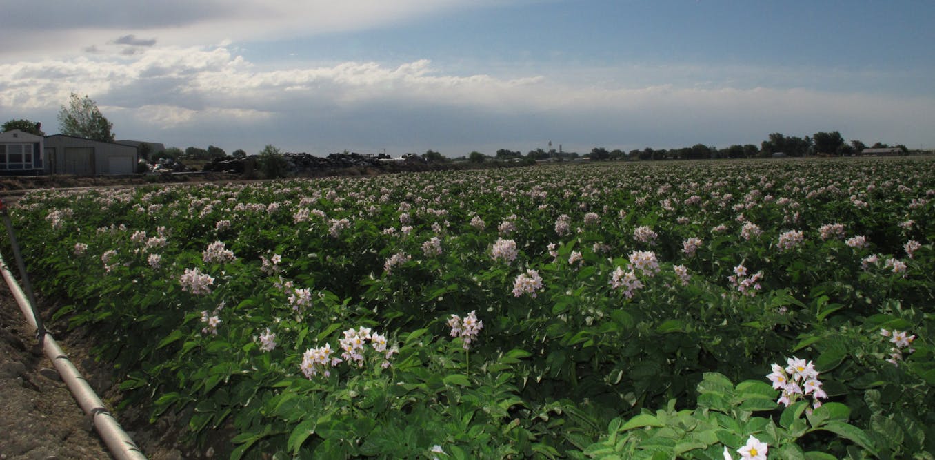 Potato plant radiation sensors could one day monitor radiation in areas surrounding power plants