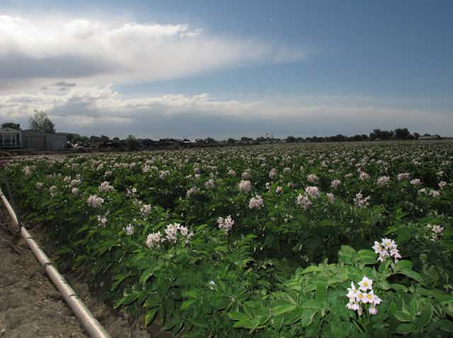 A field of flowering potato plants under a partly cloudy sky, with a building in the background. 