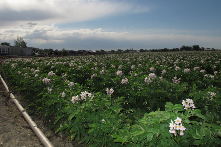 A field of flowering potato plants under a partly cloudy sky, with a building in the background.
