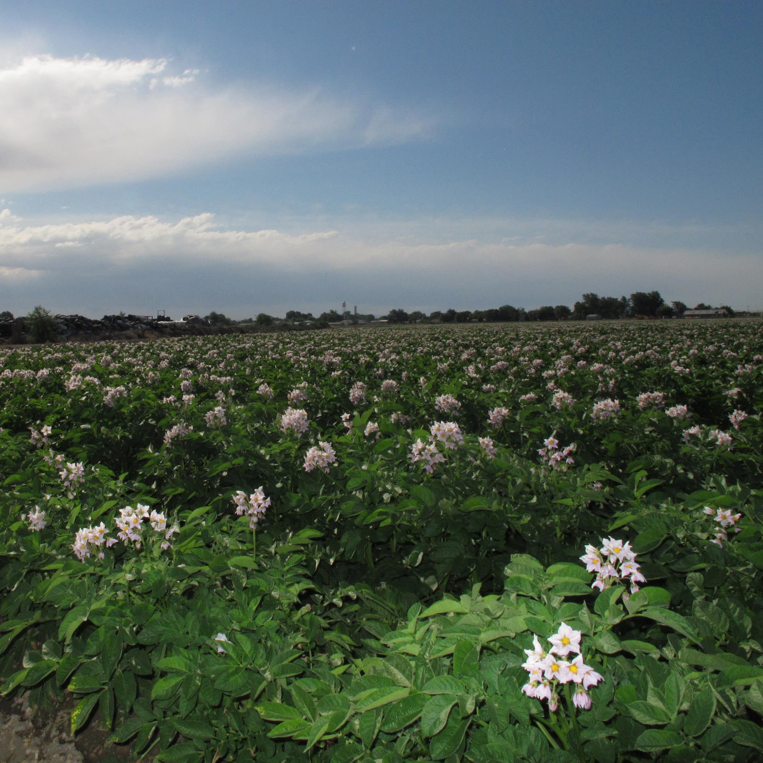 A field of flowering potato plants under a partly cloudy sky, with a building in the background. 