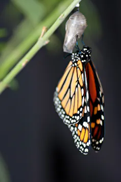 monarch butterfly emerging from chrysalis