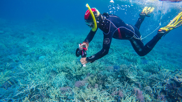 Scientist doing coral reef research.