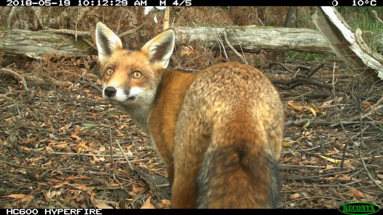 An image of a red fox from a camera trap in the study.