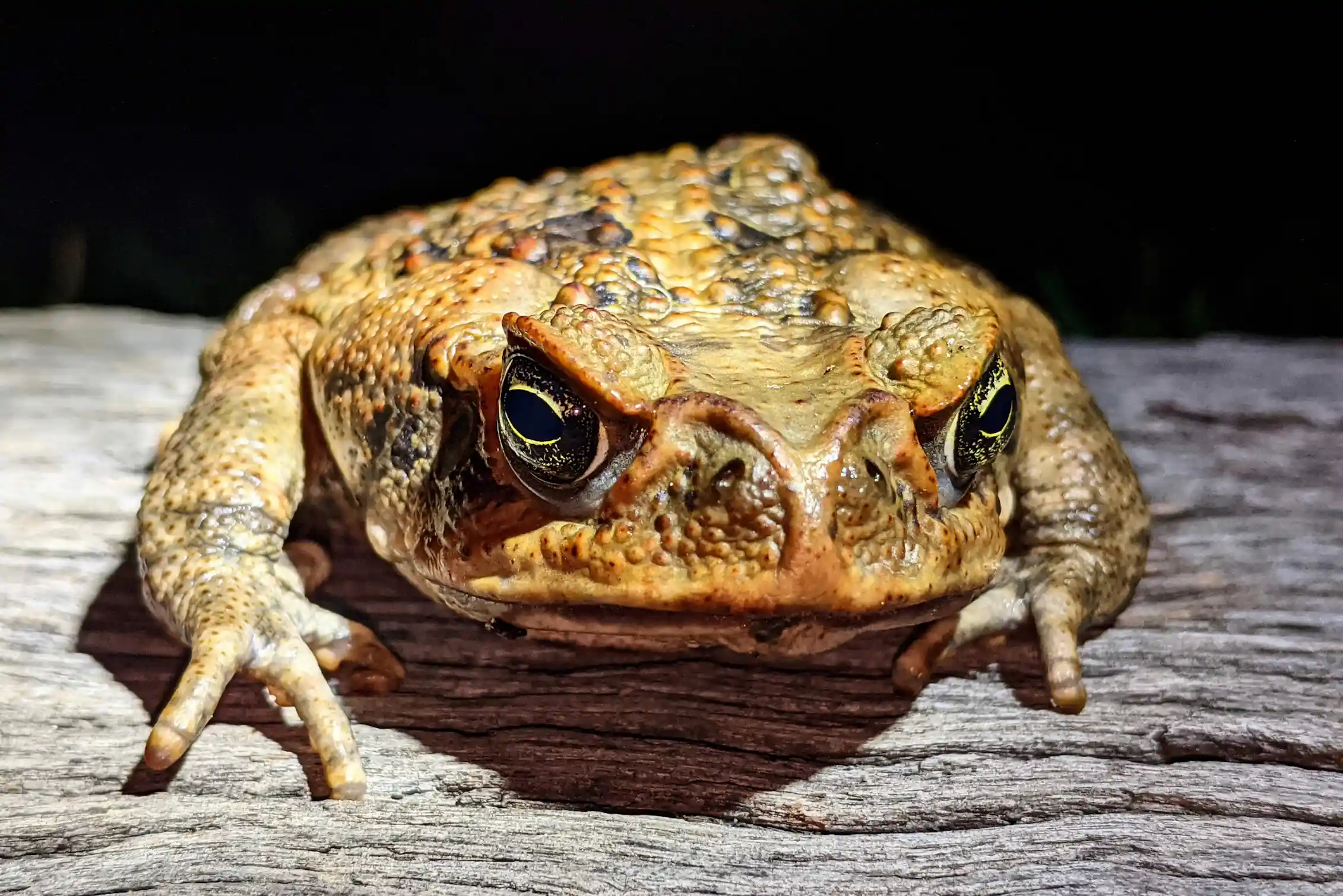 Orginal Toad A secret war between cane toads and parasitic lungworms is raging ...