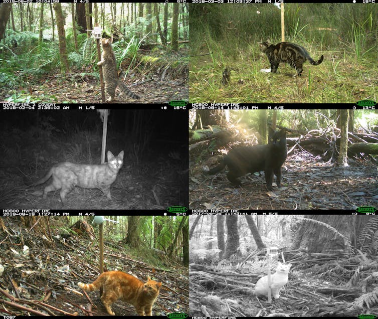 A grid of six different still images from camera traps showing a variety of different feral cats