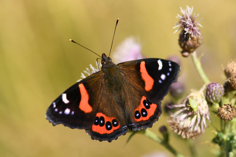 red admiral butterfly