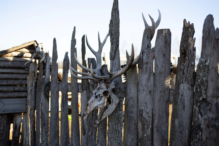 A deer skull nailed to a wooden fence