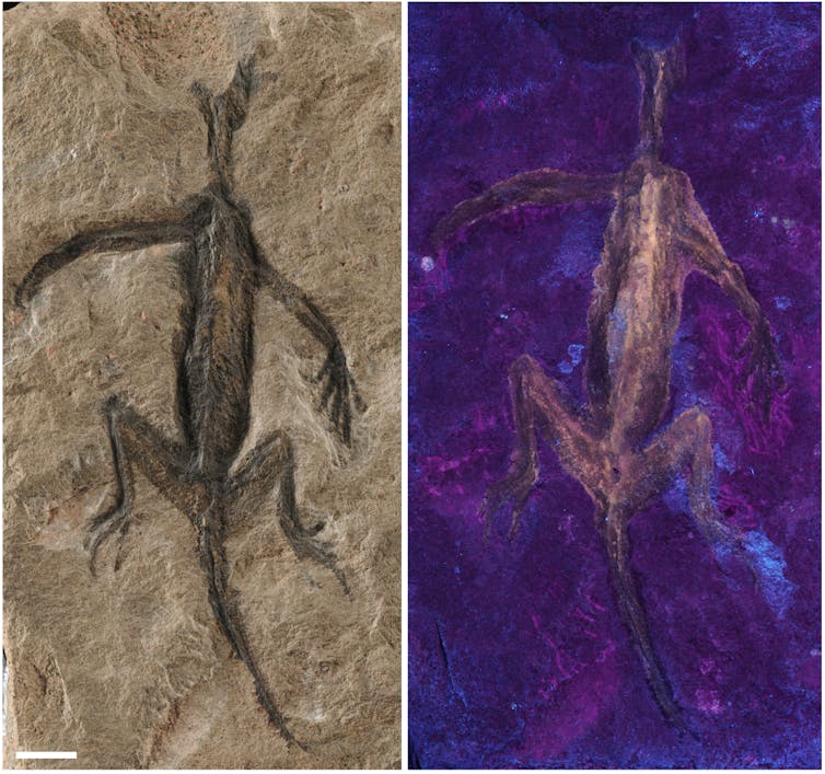 Two side by side images of ancient reptile