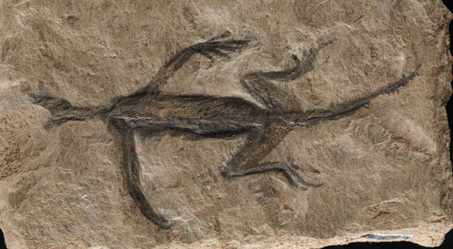 Image of the fake fossil, which appears as a black reptile