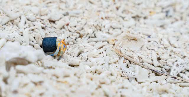 Petit bernard-l'hermite gris et jaune utilisant un bouchon de bouteille en plastique bleu foncé comme coquille, sur fond blanc de plage caillouteuse