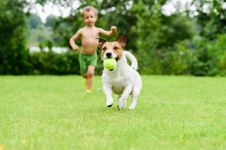 Dog running away with a ball in its mouth boy chasing in background