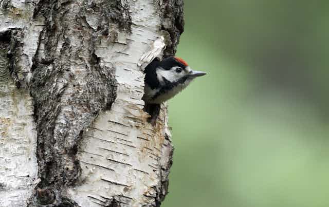 Woodpecker looks out of tree hole