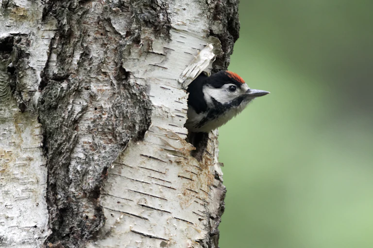 Woodpecker looks out of tree hole