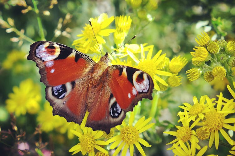 Red butterfly, yellow flowers