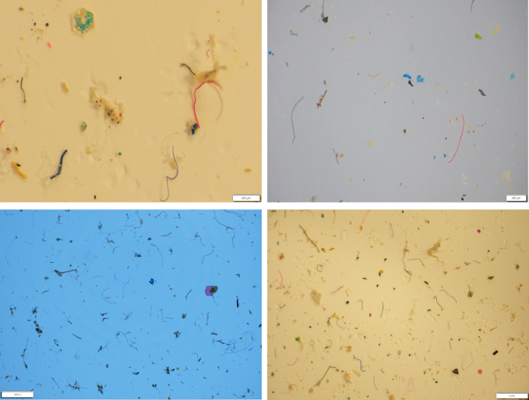 Grid showing four separate microscopy images of microplastics in biosolid samples