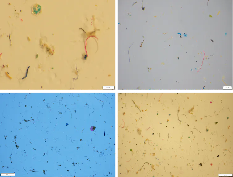 Grid showing four separate microscopy images of microplastics in biosolid samples