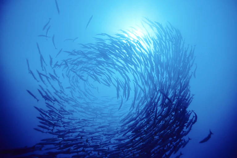 school of fish swirling in sunlit sea