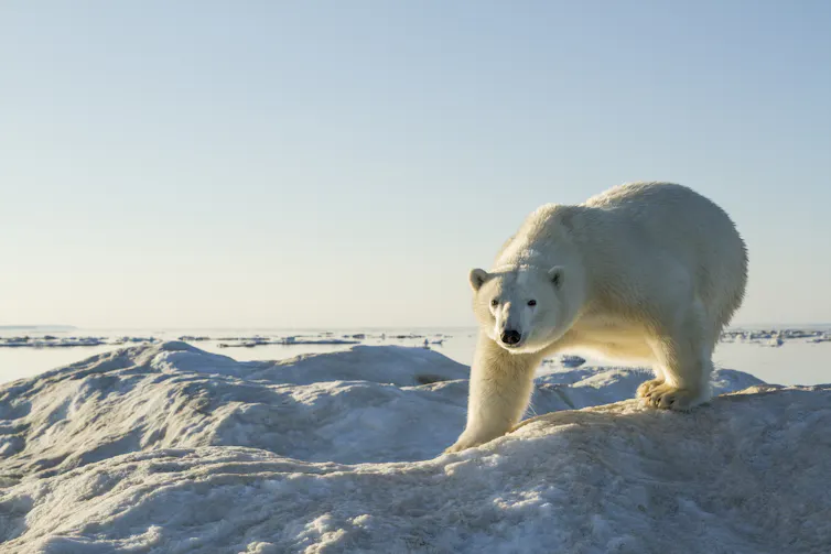 Polar bear on icy land