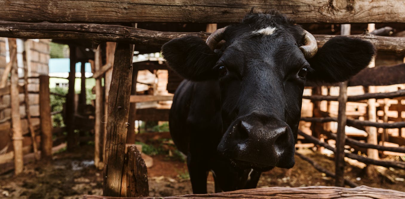 The use of antibiotics on dairy farms in Kenya is endangering consumers and animals. The use of antibiotics on dairy farms in Kenya is endangering consumers and animals.