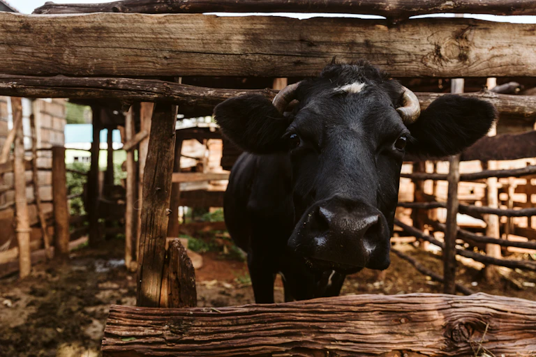 Cow pokes its head through a wooden fence