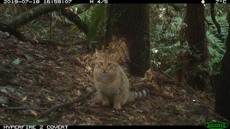 Camera trap image of one of the feral cats