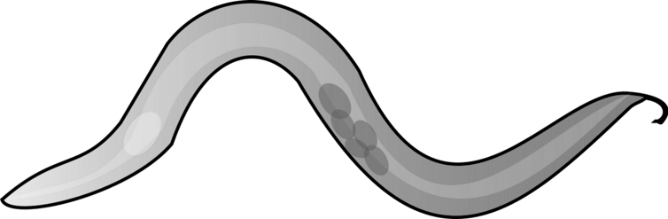 Schéma du ver C. elegans