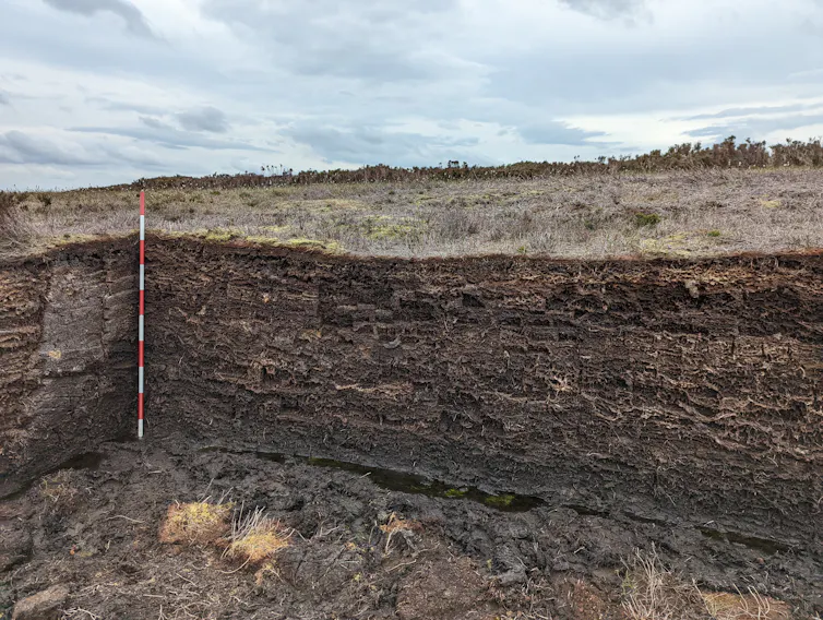 Section of peatland on North York Moors.