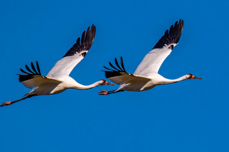 Blue sky, two black and white crane birds fly across to the right