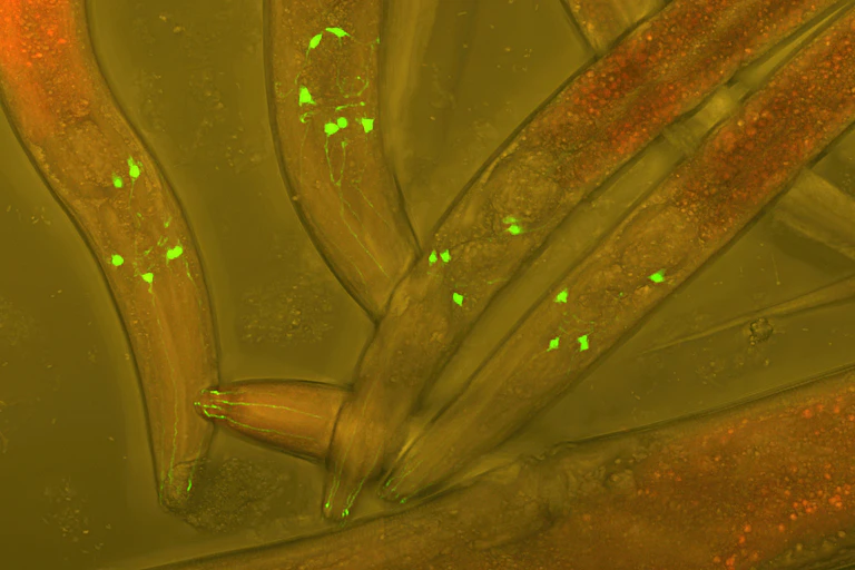 Vers Caenorhabditis elegans vivants, dont les neurones sont rendus fluorescents afin de visualiser le développement neuronal dans un ver vivant.