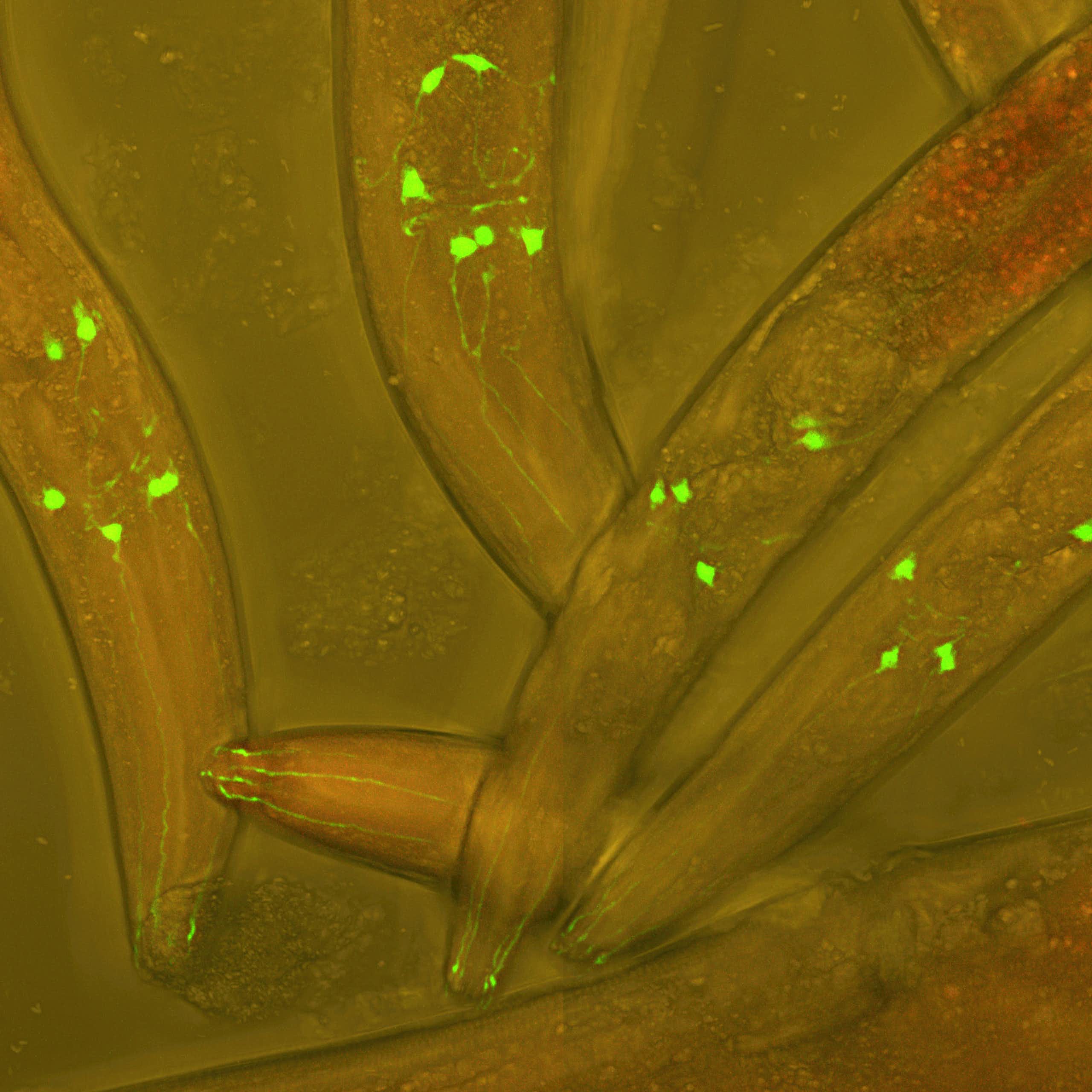 Vers Caenorhabditis elegans vivants, dont les neurones sont rendus fluorescents afin de visualiser le développement neuronal dans un ver vivant.