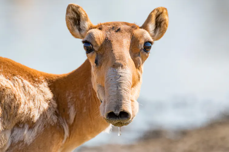Brown face of antelope, ears perked up, looking straight at camera, grey background