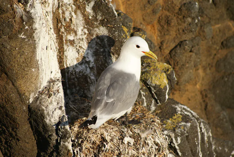 Gaviota en un risco.