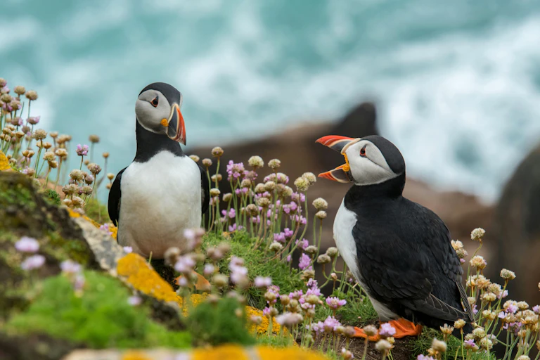 Dos ejemplares de frailecillo atlántico sobre unas rocas cubiertas de flores.