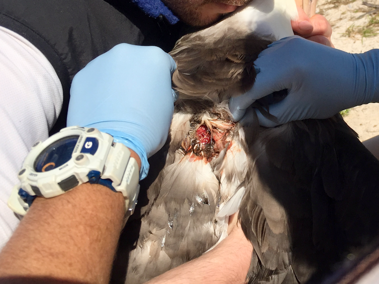 One person holds a large bird while another, wearing medical gloves, inspects a bloody wound on its back.