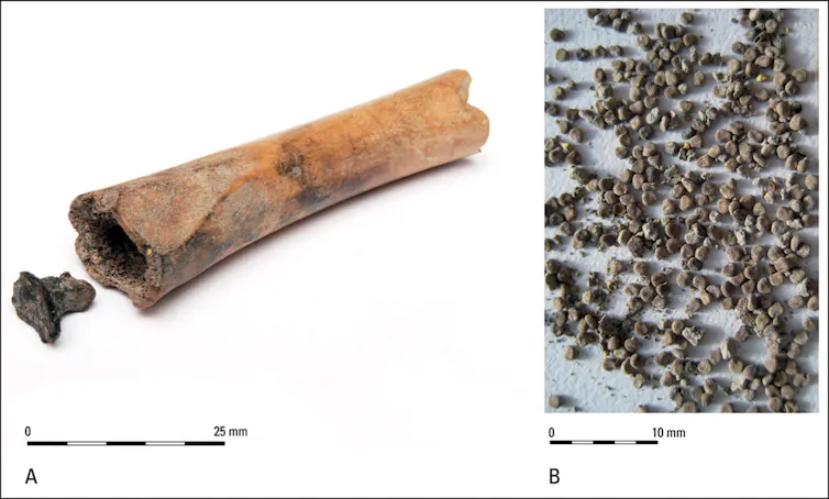 The hollowed-out bone containing the seeds had a plug at one end to keep them in.