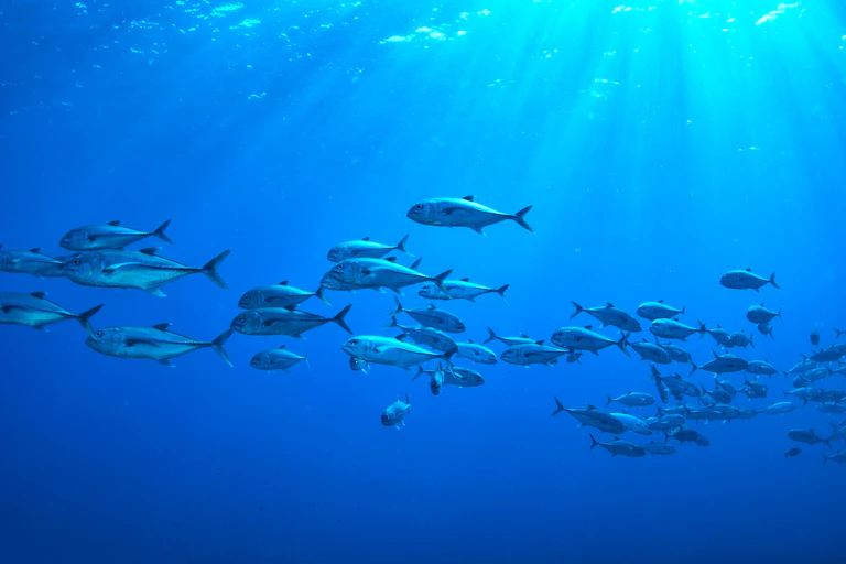 A large school of fish swim to the left.