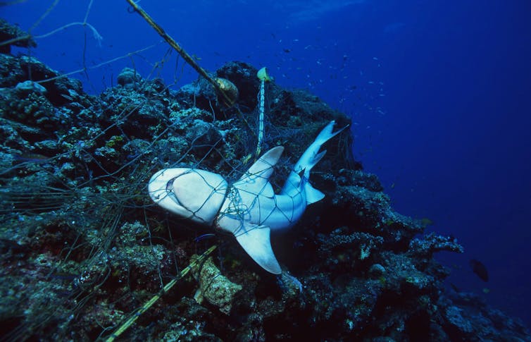 A dead shark is seen tangled in a fishing net.
