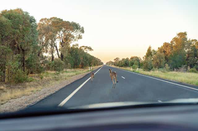 Two kangaroos hopping along a tarred road seen through the windscreen of a car