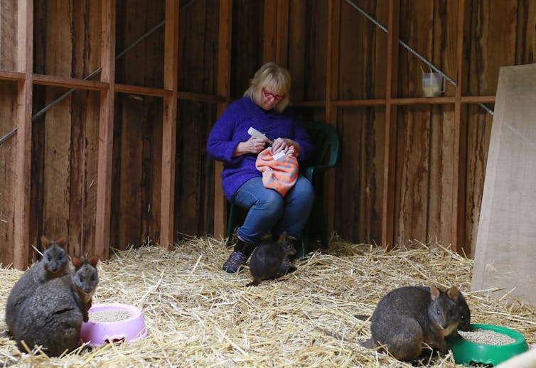 A woman feeds young pademelon wallabies orphaned when their mothers were hit by vehicles
