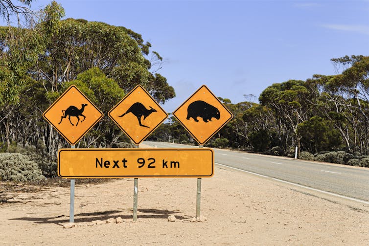 A road sign warns of the danger of camels, kangaroos and wombats crossing the road for the next 92km